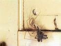 Pholcus_phalangioides_F1535_Z_89_Les Gris_Frankrijk
